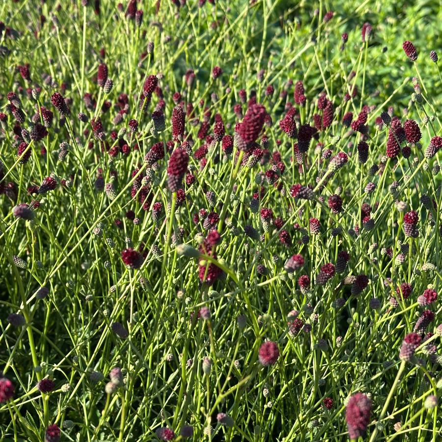 Sanguisorba x 'Plum Drops' - Burnet from Pleasant Run Nursery