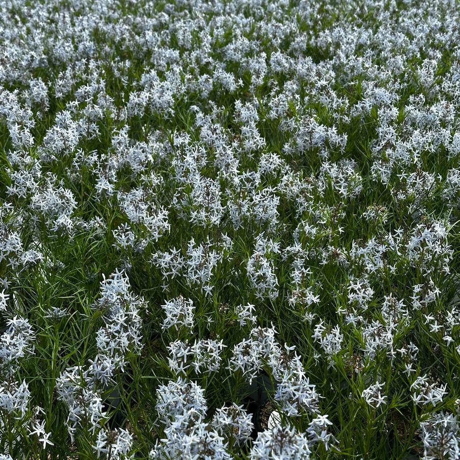 Amsonia hubrichtii 'String Theory' - Arkansas Amsonia from Pleasant Run Nursery