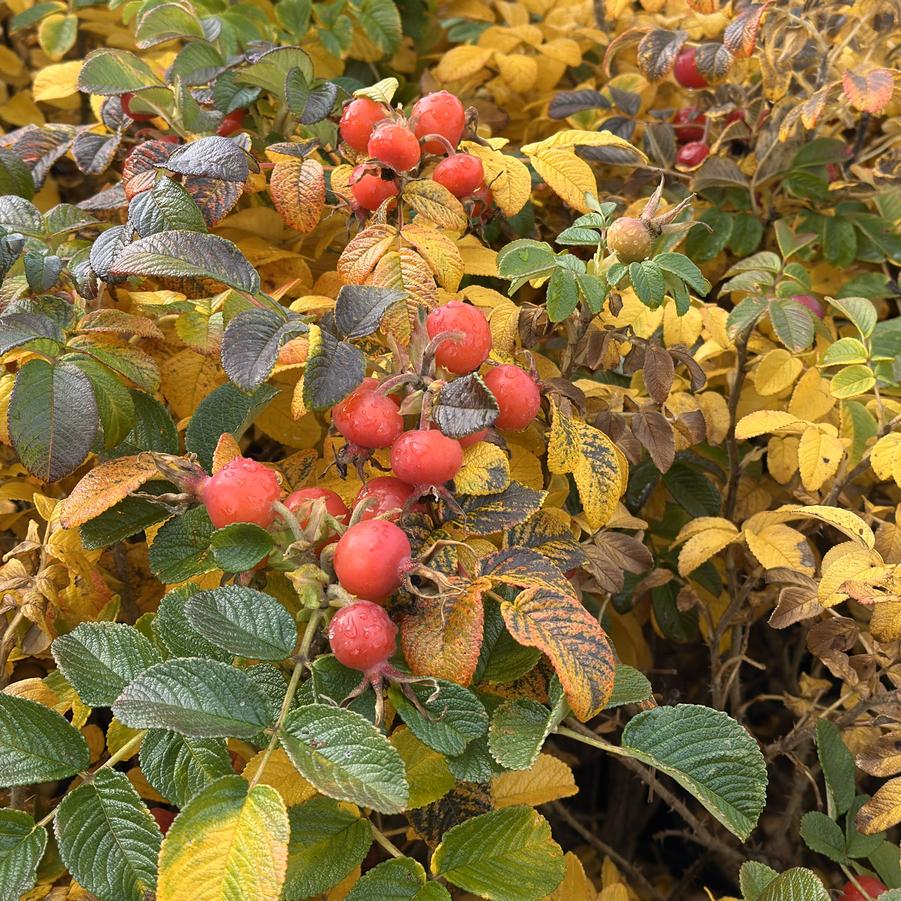 Rosa rugosa - Fall foliage