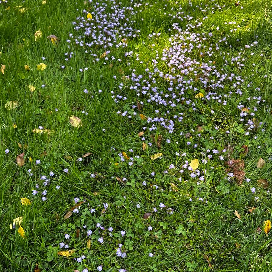 Mazus reptans - Creeping Mazus