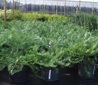 Cephalotaxus harringtonia Prostrata 