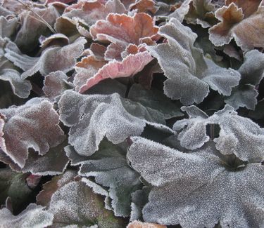 Heuchera x villosa 'Southern Comfort' - Alum Root (w/ frost)