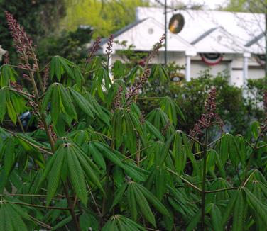 Aesculus pavia - Red Buckeye 