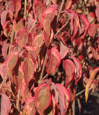 Cornus kousa Summer Gold