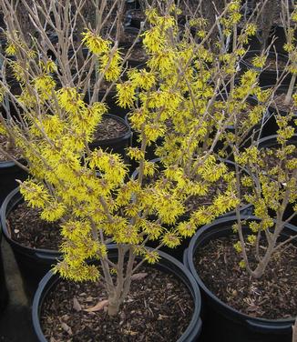 Hamamelis x intermedia Arnold Promise 