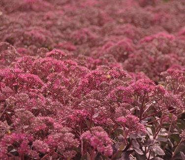 Sedum x Dazzleberry