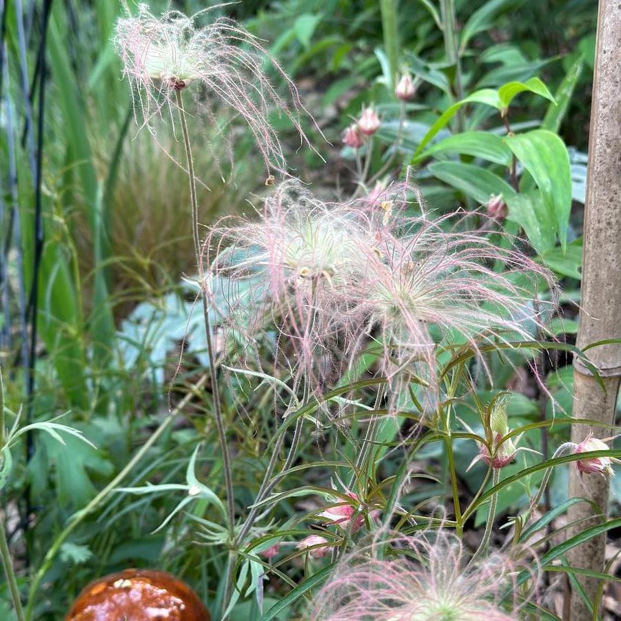 Geum triflorum - Prairie Smoke from Pleasant Run Nursery