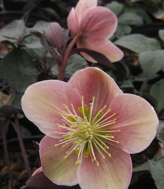 Helleborus x ericsmithii Pink Frost