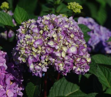 Hydrangea macrophylla Endless Summer® BloomStruck®