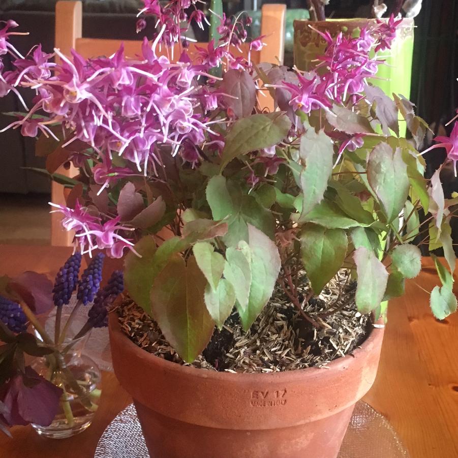 Epimedium grandiflorum 'Purple Pixie' - Barrenwort from Pleasant Run Nursery