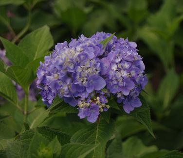 Hydrangea macrophylla Endless Summer® Twist 'n' Shout® - Bigleaf Hydrangea from Pleasant Run Nursery