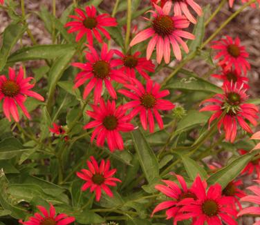 Echinacea x PRAIRIE STARS™ 'Tomato Soup'