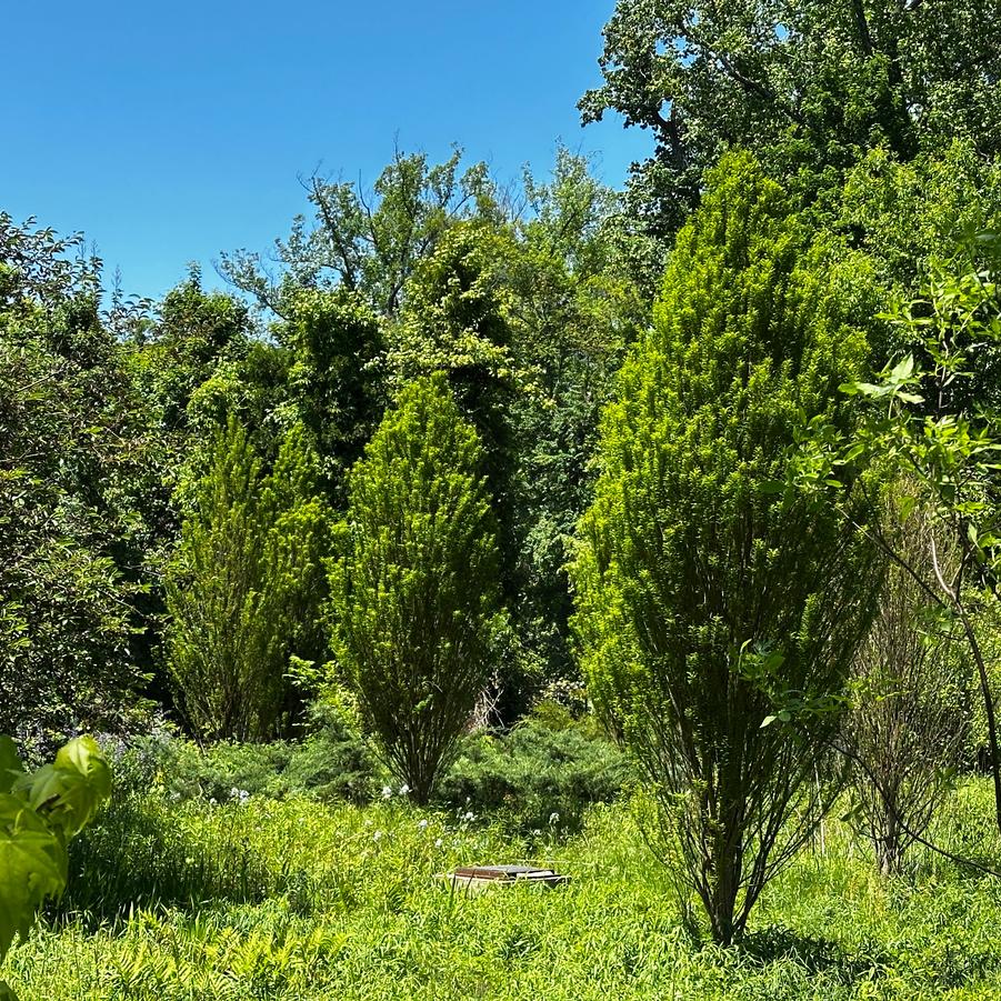 Taxodium distichum 'Lindsey's Skyward™' - Baldcypress from Pleasant Run Nursery