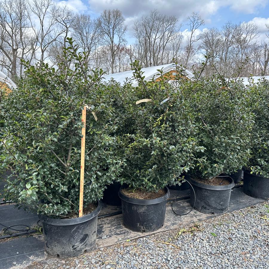 Ilex x meserveae Blue Princess® - Meserve Holly from Pleasant Run Nursery