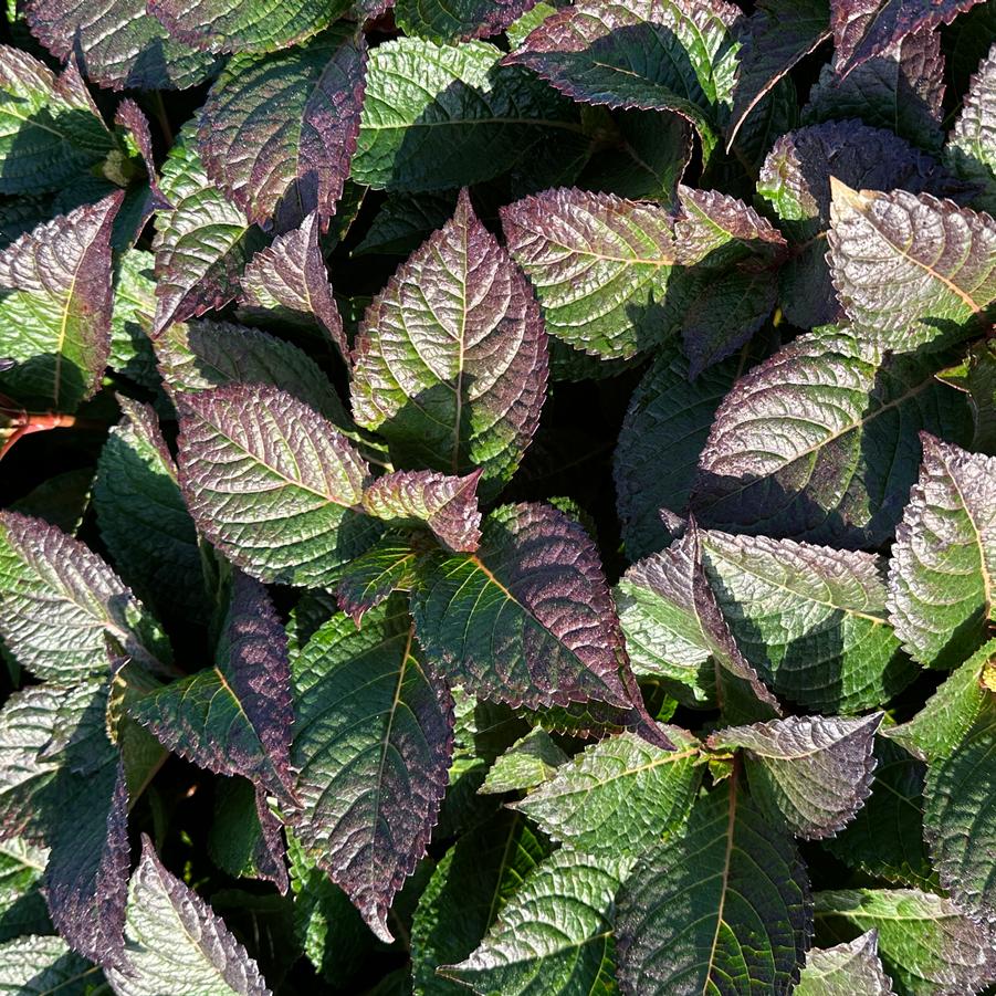 Hydrangea macrophylla Endless Summer® Summer Crush®- Fall Color