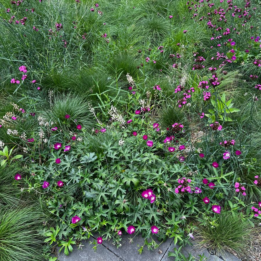 Dianthus carthusianorum - w/ Callirhoe involucrata & Sporobolus