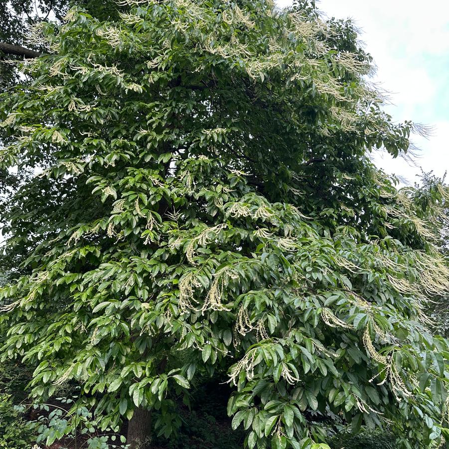 Oxydendrum arboreum