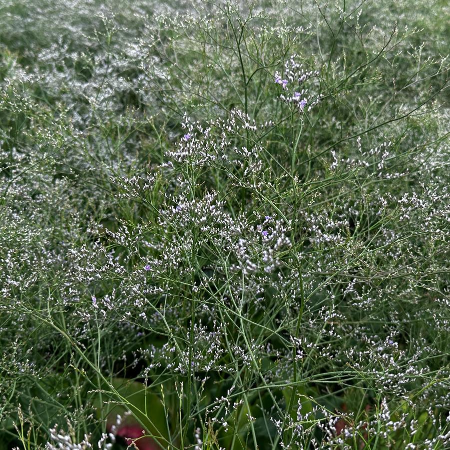 Limonium latifolium - Sea Lavender from Pleasant Run Nursery