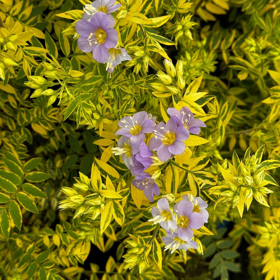Polemonium pulcherrimum 'Golden Feathers' - Jacob's Ladder from Pleasant Run Nursery
