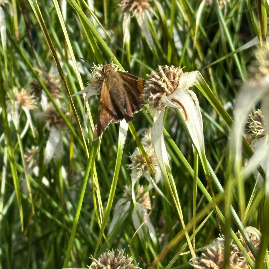 Rhynchospora colorata - Starrush Whitetop Sedge from Pleasant Run Nursery