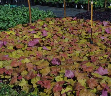 Heuchera x villosa Southern Comfort 