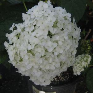 Hydrangea arborescens Incrediball&reg;