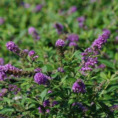 Buddleia x Lo & Behold® Blue Chip