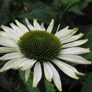 Echinacea x PRAIRIE PILLARS™ Fragrant Angel