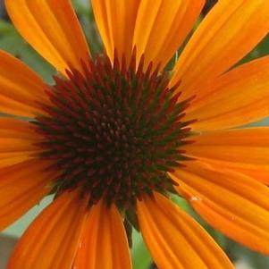 Echinacea x PRAIRIE PILLARS™ Tiki Torch