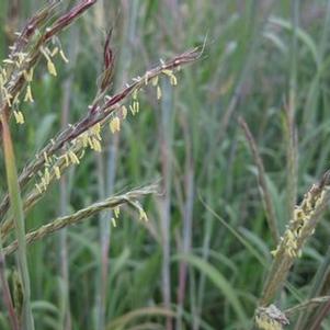 Andropogon gerardii 