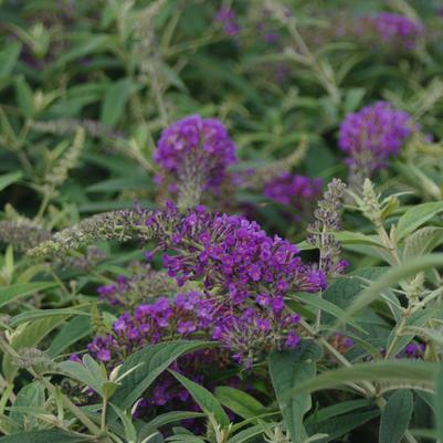 Buddleia x Lo & Behold® Purple Haze