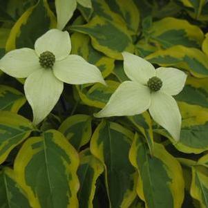 Cornus kousa Summer Gold