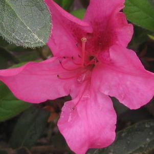 Rhododendron Encore® Autumn Sangria&reg;