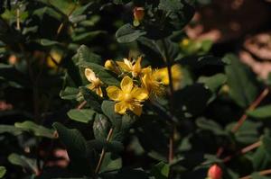 Hypericum inodorum Pumpkin&trade;
