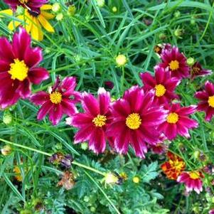Coreopsis x Big Bang&trade; 'Mercury Rising'