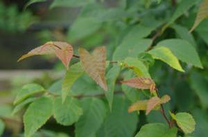 Carpinus caroliniana Firespire&trade;