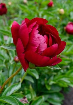 Paeonia Buckeye Belle