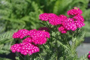 Achillea millefolium Saucy Seduction&trade;