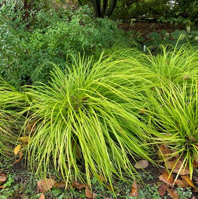 Carex oshimensis EverColor® Everillo