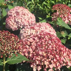 Hydrangea arborescens Incrediball&reg; Blush