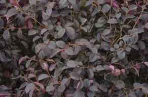 Loropetalum chinensis Ever Red&reg;