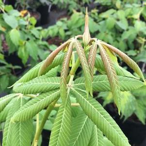 Aesculus x neglecta Erythroblastos