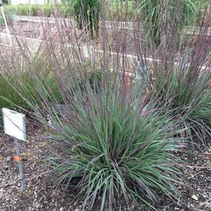 Schizachyrium scoparium Smoke Signal