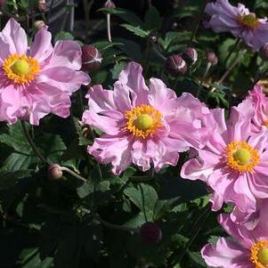 Anemone x hybrida Fantasy™ Pocahontas