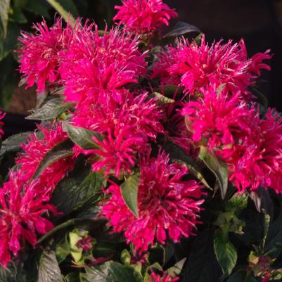 Monarda didyma SUGAR BUZZ® Cherry Pops