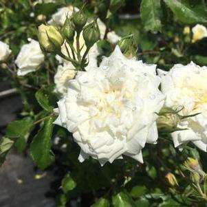 Rosa Drift® White