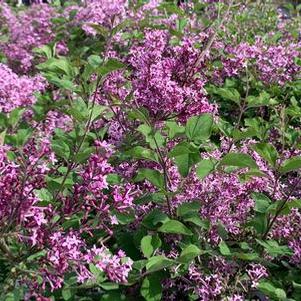 Syringa x Bloomerang&reg; Dark Purple