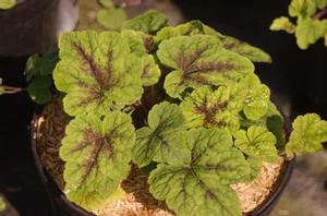 Tiarella x AMERICAN TRAILS&trade; Appalachian Trail