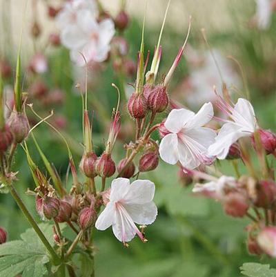 Geranium macrorrhizum Spessart