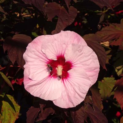 Hibiscus x Summerific® Perfect Storm